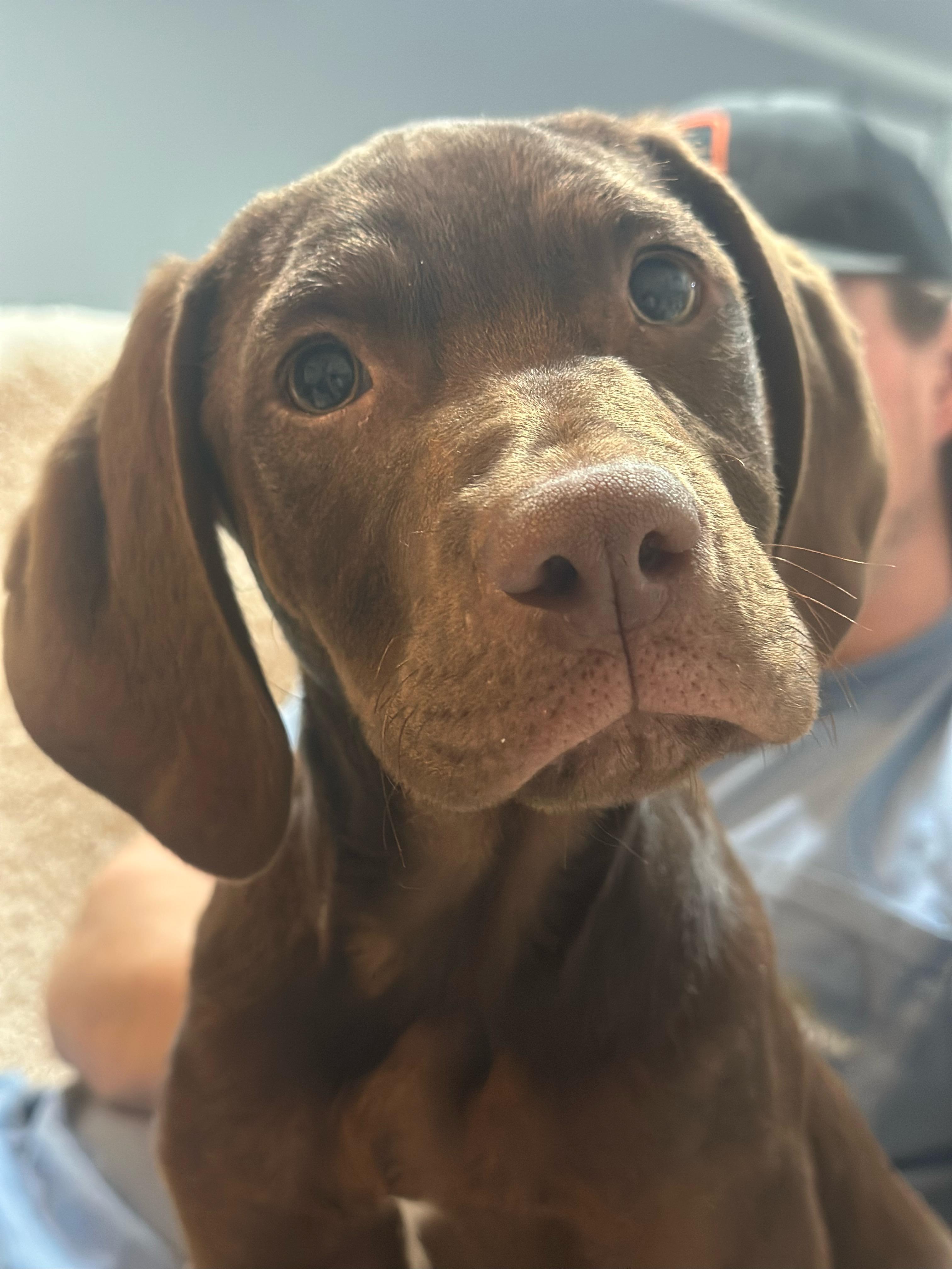 Enlarge Rooster, a Adopted mixed breed in Gadsden, AL image 5/5