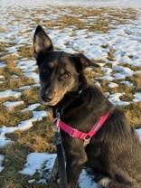 Valorie, an adopted mixed breed in Whitby, ON image 1/3