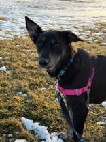 Valorie, an adopted mixed breed in Whitby, ON image 2/3