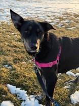 Valorie, an adopted mixed breed in Whitby, ON image 3/3