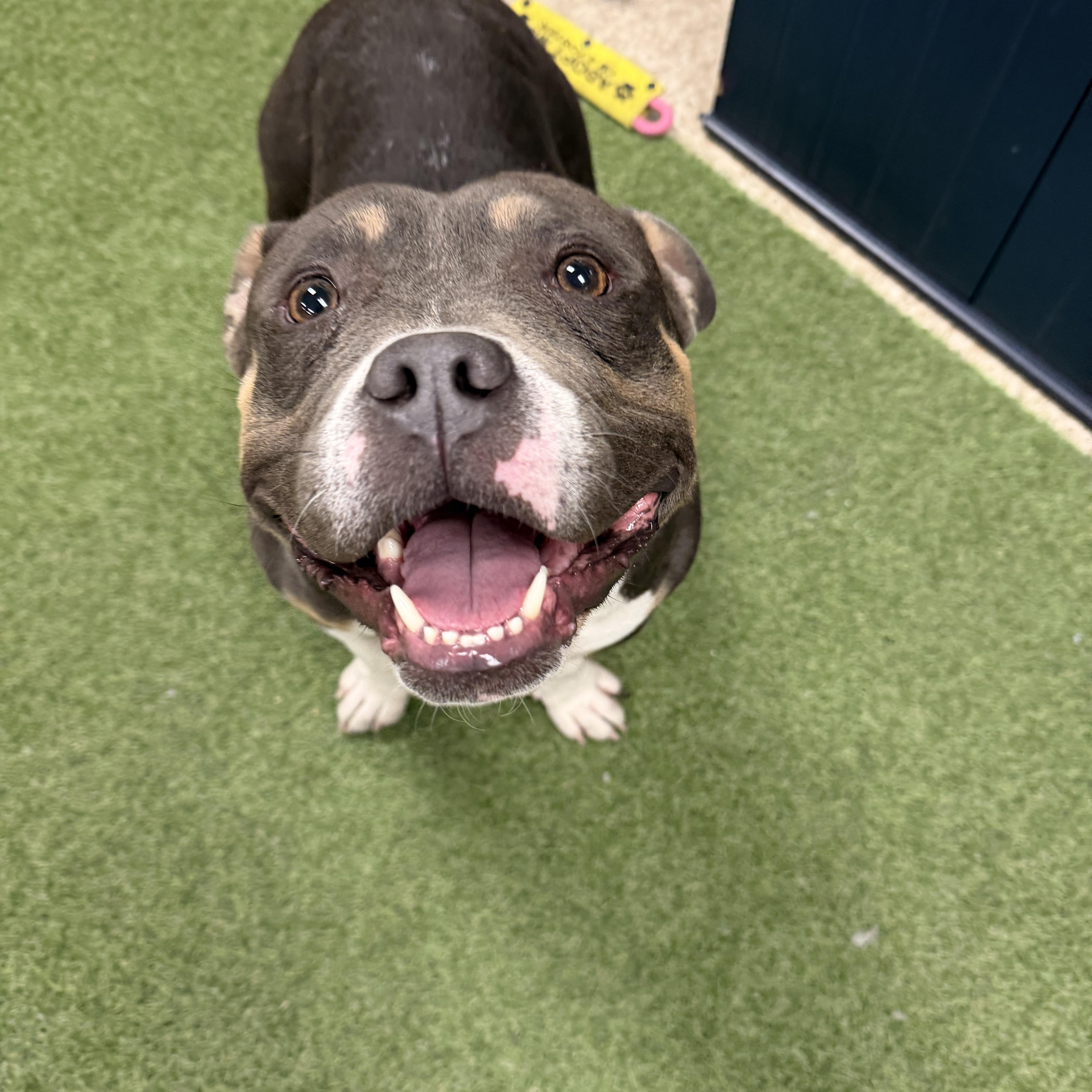 Enlarge Whiskey, a ADOPTABLE mixed breed in Chandler, AZ image 3/3