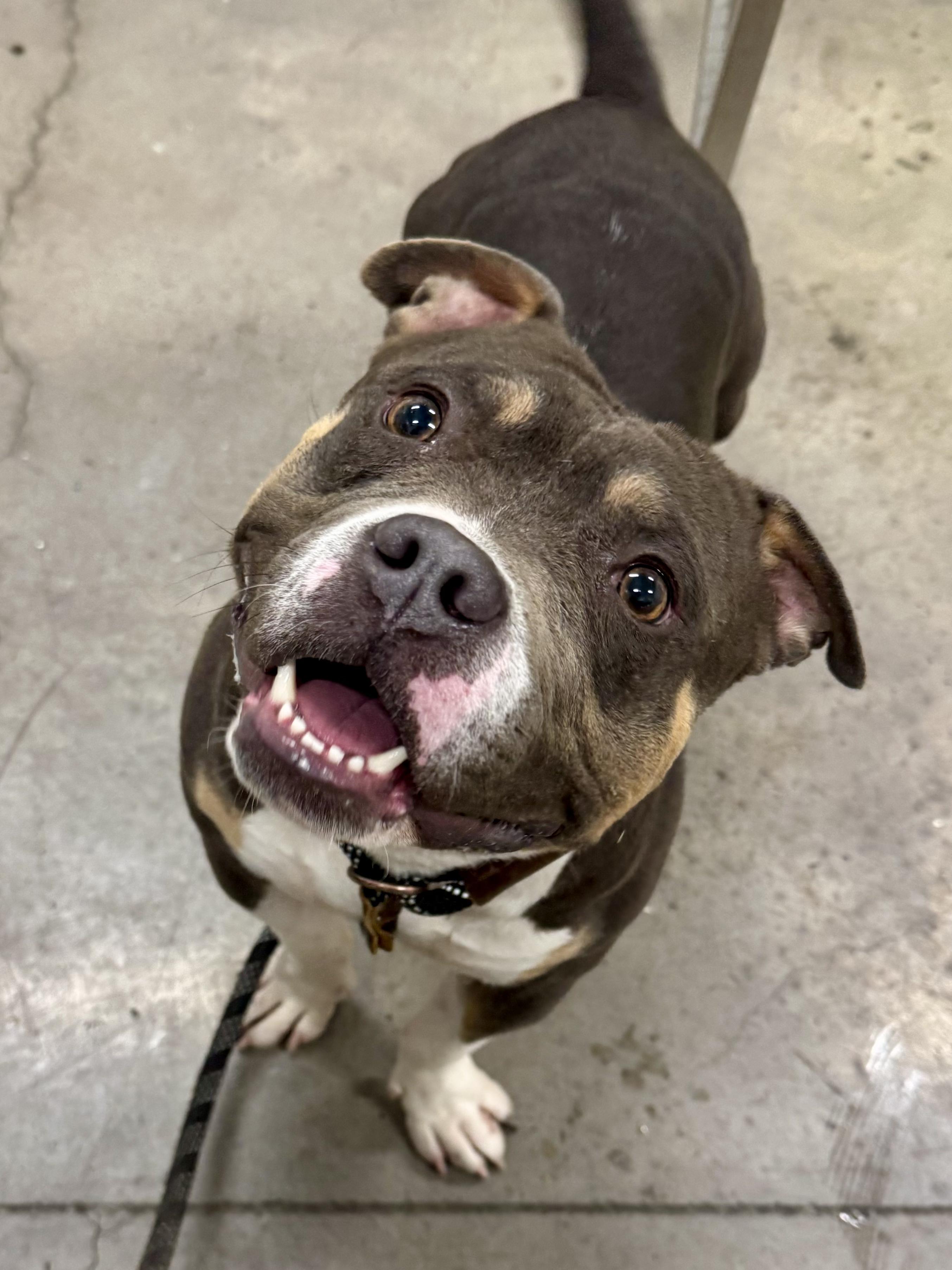 Enlarge Whiskey, a ADOPTABLE mixed breed in Chandler, AZ image 2/3