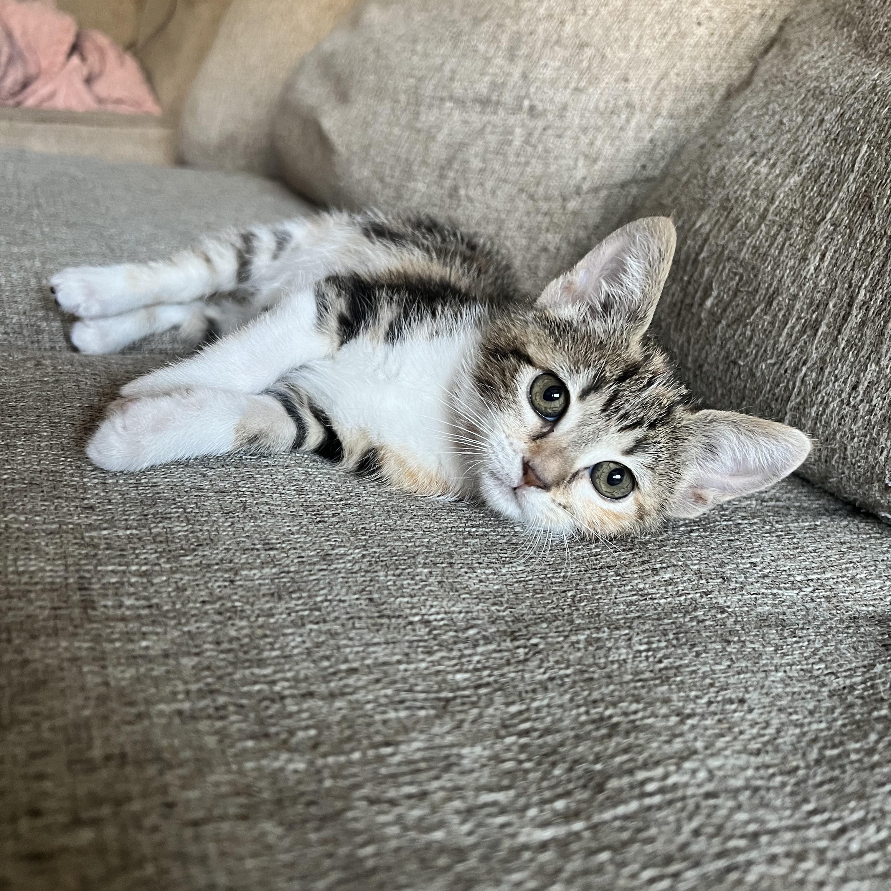 Enlarge Paste , an adopted Domestic Short Hair in Bryan, TX image 1/6