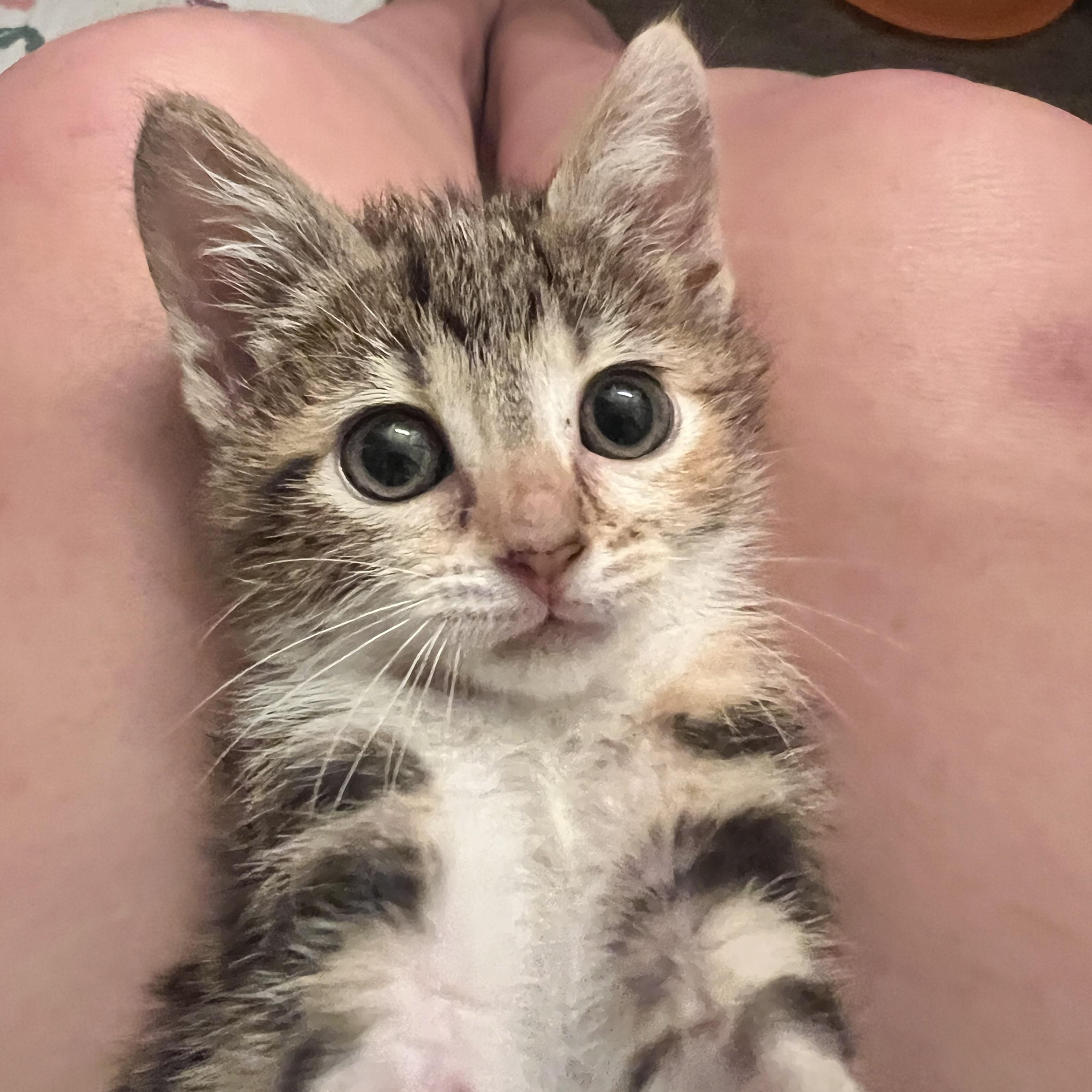Enlarge Paste , an adopted Domestic Short Hair in Bryan, TX image 5/6
