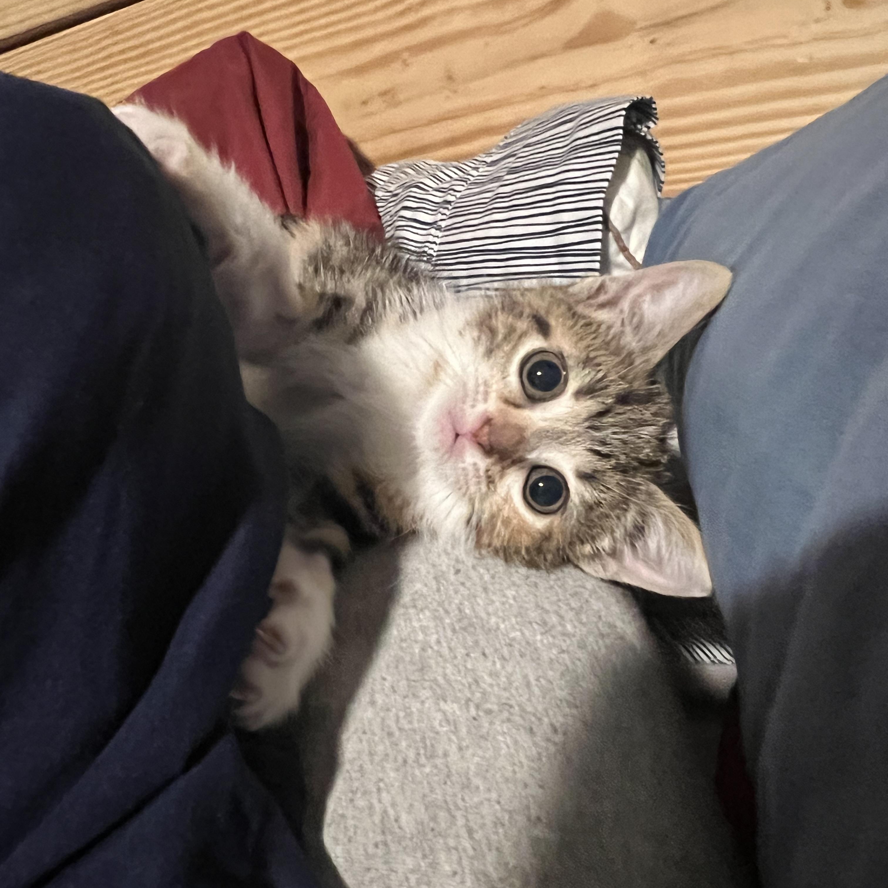 Enlarge Paste , an adopted Domestic Short Hair in Bryan, TX image 4/6