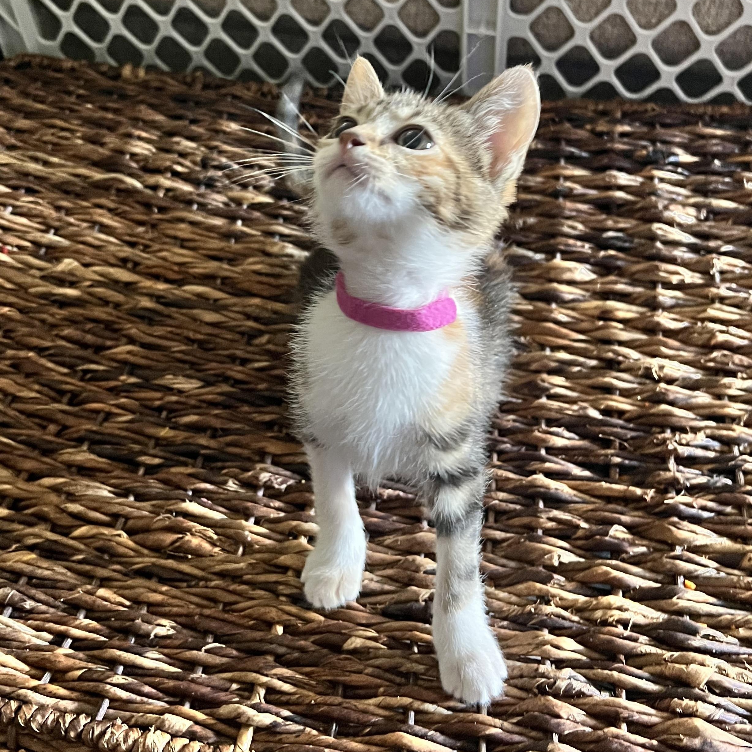 Enlarge Paste , an adopted Domestic Short Hair in Bryan, TX image 3/6