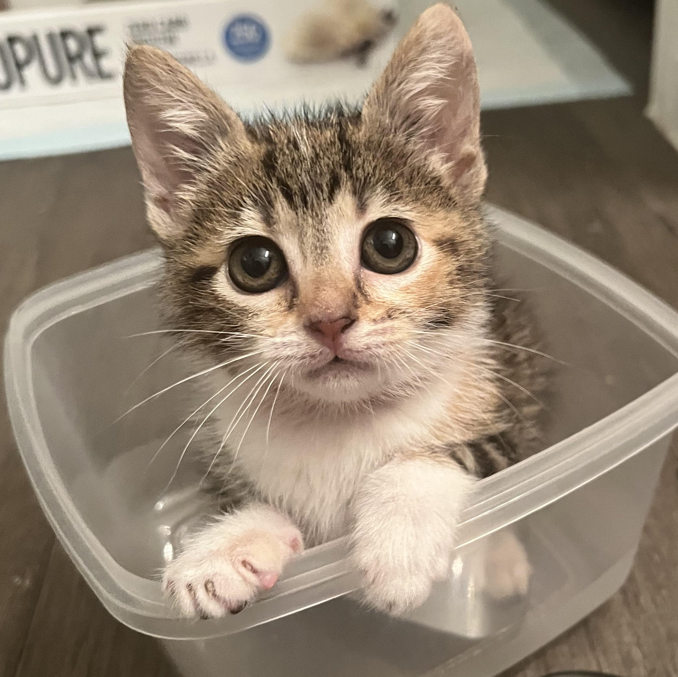 Enlarge Paste , an adopted Domestic Short Hair in Bryan, TX image 6/6
