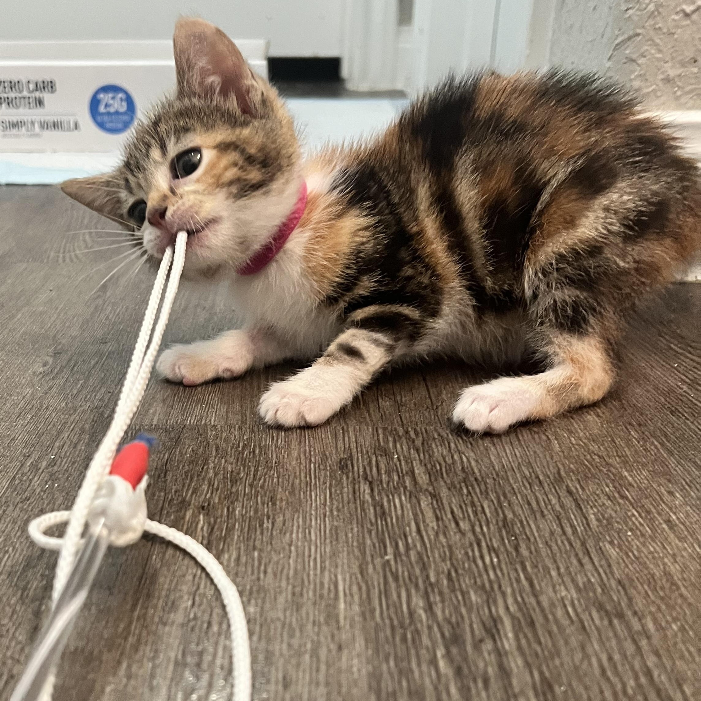 Enlarge Paste , an adopted Domestic Short Hair in Bryan, TX image 2/6