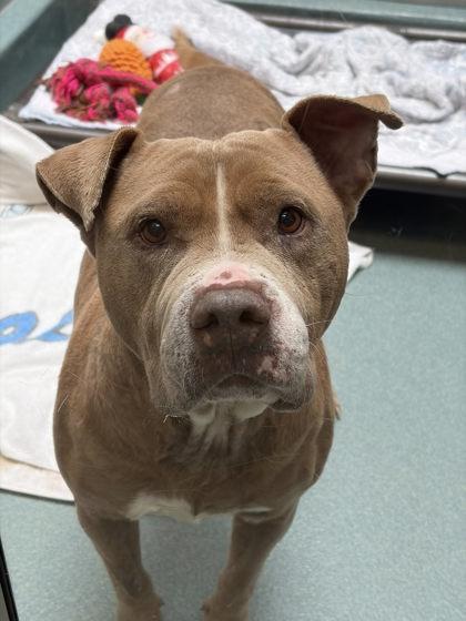 Enlarge Luna Seraphine, a Adoptable mixed breed in Roseville, CA image 1/3
