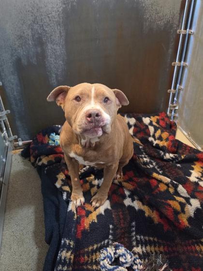 Enlarge Luna Seraphine, a Adoptable mixed breed in Roseville, CA image 2/3