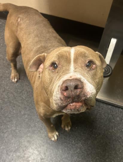 Enlarge Luna Seraphine, a Adoptable mixed breed in Roseville, CA image 3/3