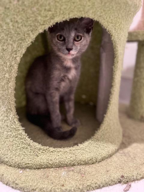 Enlarge Iris (7 months) FOSTER TO ADOPT, a Adoptable Domestic Short Hair in Los Angeles, CA image 5/6