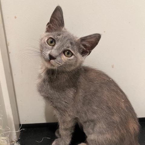 Iris (7 months) FOSTER TO ADOPT, Adoptable, Kitten Female Domestic Short Hair.