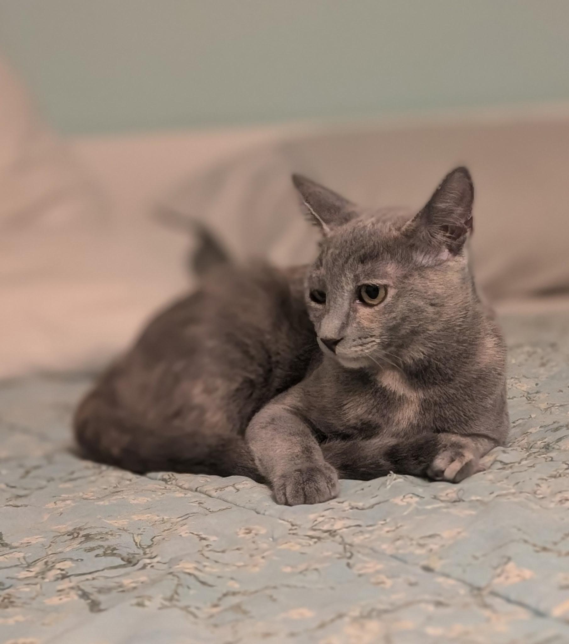 Enlarge Iris (7 months) FOSTER TO ADOPT, a Adoptable Domestic Short Hair in Los Angeles, CA image 2/6