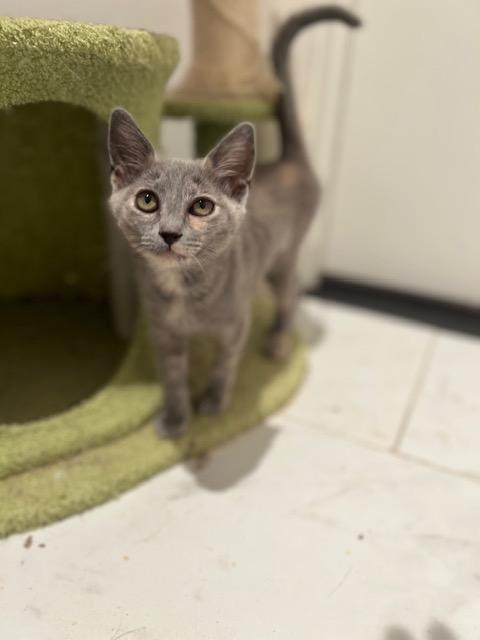 Enlarge Iris (7 months) FOSTER TO ADOPT, a Adoptable Domestic Short Hair in Los Angeles, CA image 4/6