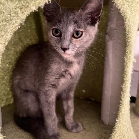 Enlarge Iris (7 months) FOSTER TO ADOPT, a Adoptable Domestic Short Hair in Los Angeles, CA image 3/6