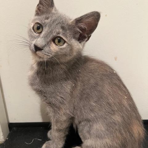 Enlarge Iris (7 months) FOSTER TO ADOPT, a Adoptable Domestic Short Hair in Los Angeles, CA image 6/6