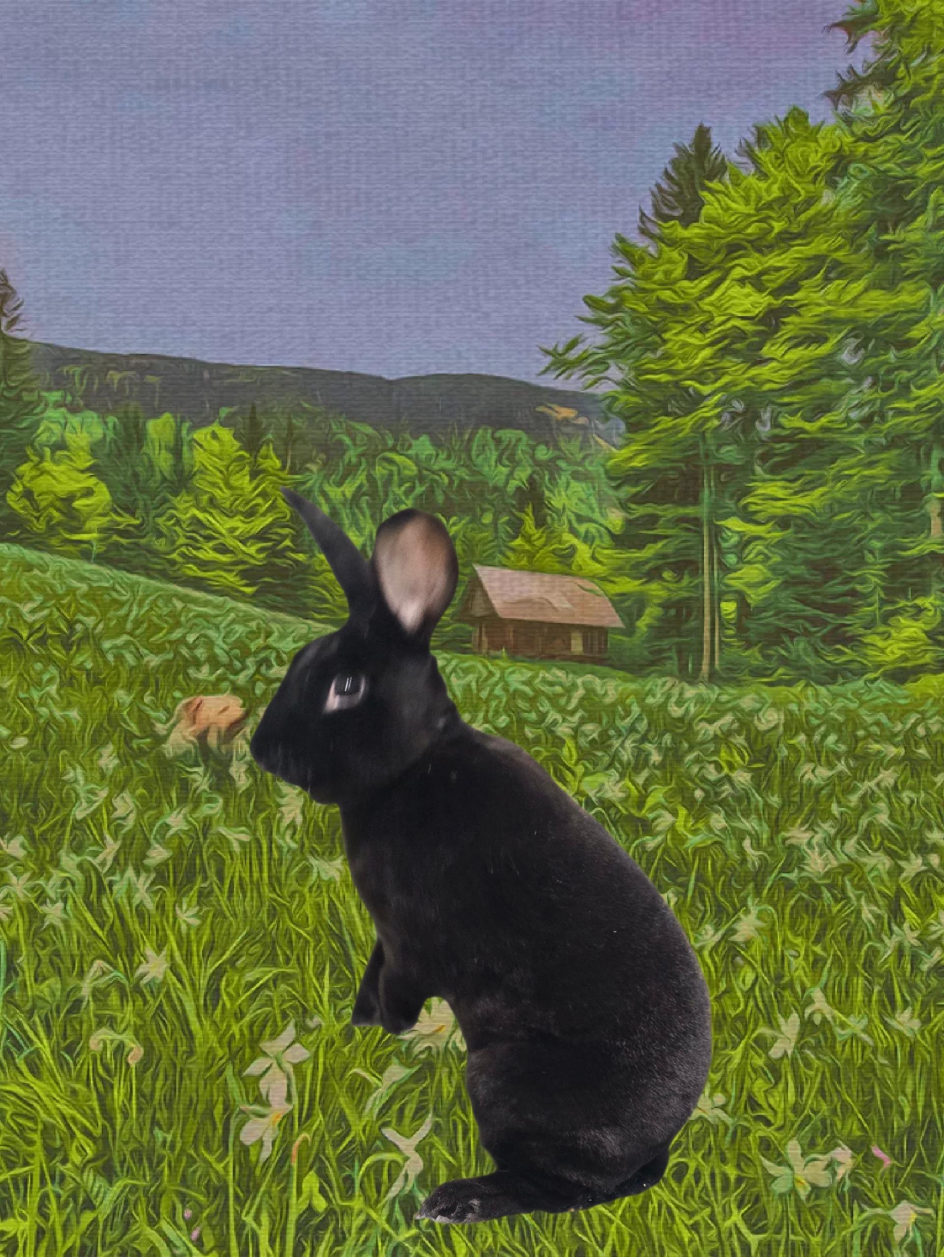 Enlarge Midnight, an adopted Rex in Idaho Falls, ID image 1/1