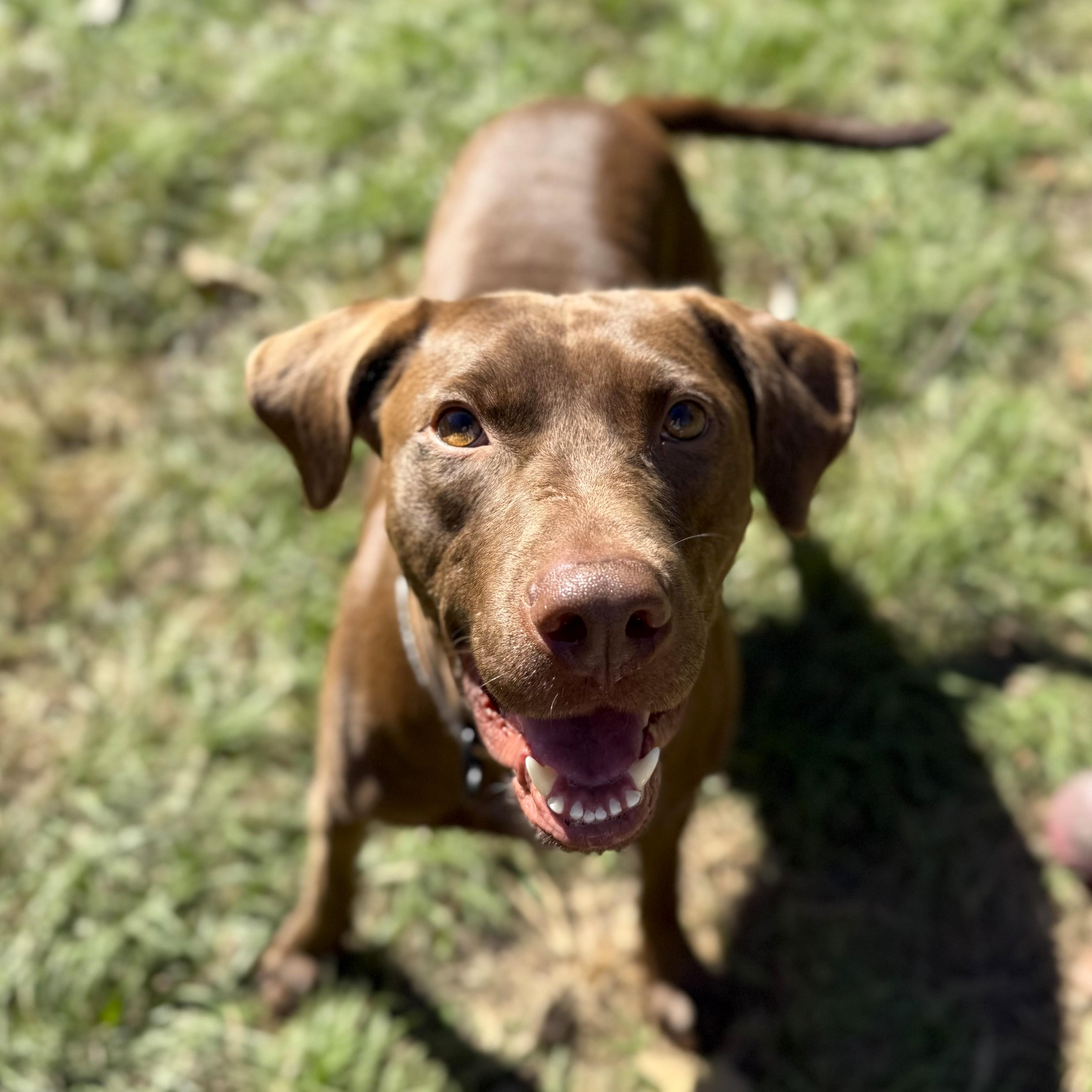 Dog for adoption - Bark Twain, a German Shorthaired Pointer & Labrador ...