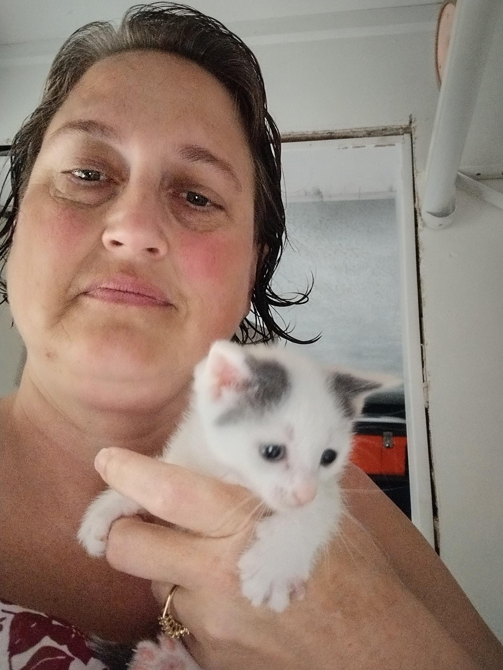 Skye, a Adopted Domestic Short Hair in Ionia, MI image 1/2