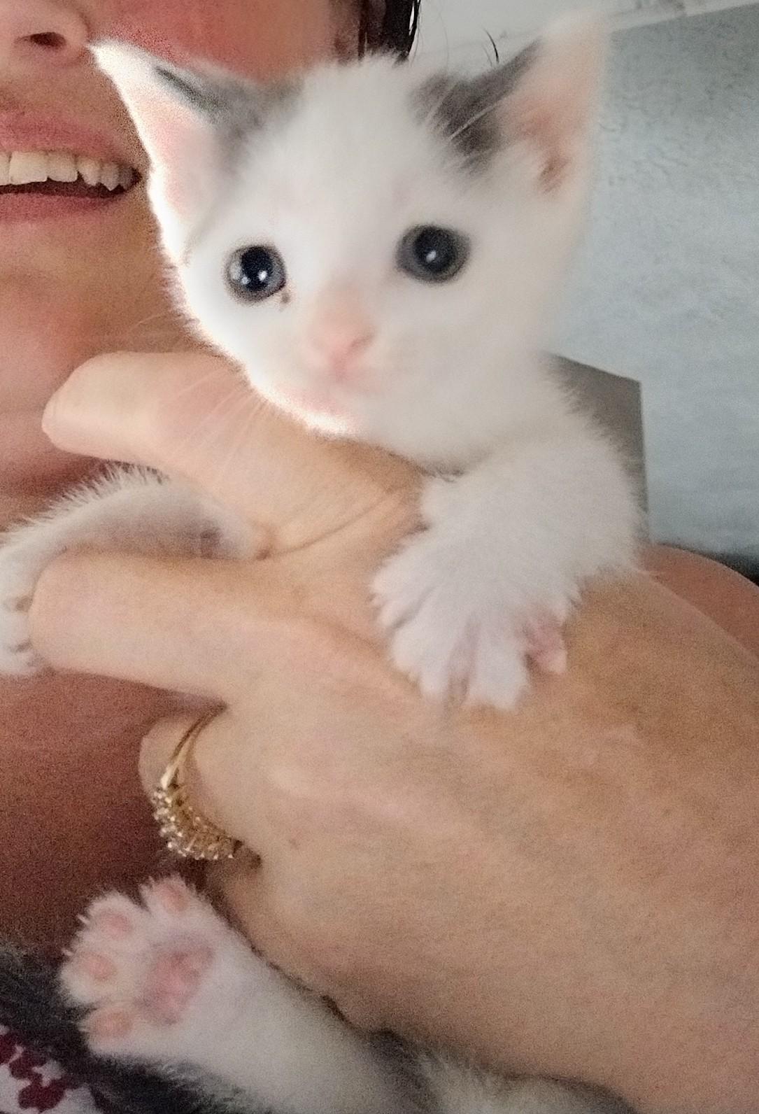 Skye, a Adopted Domestic Short Hair in Ionia, MI image 2/2