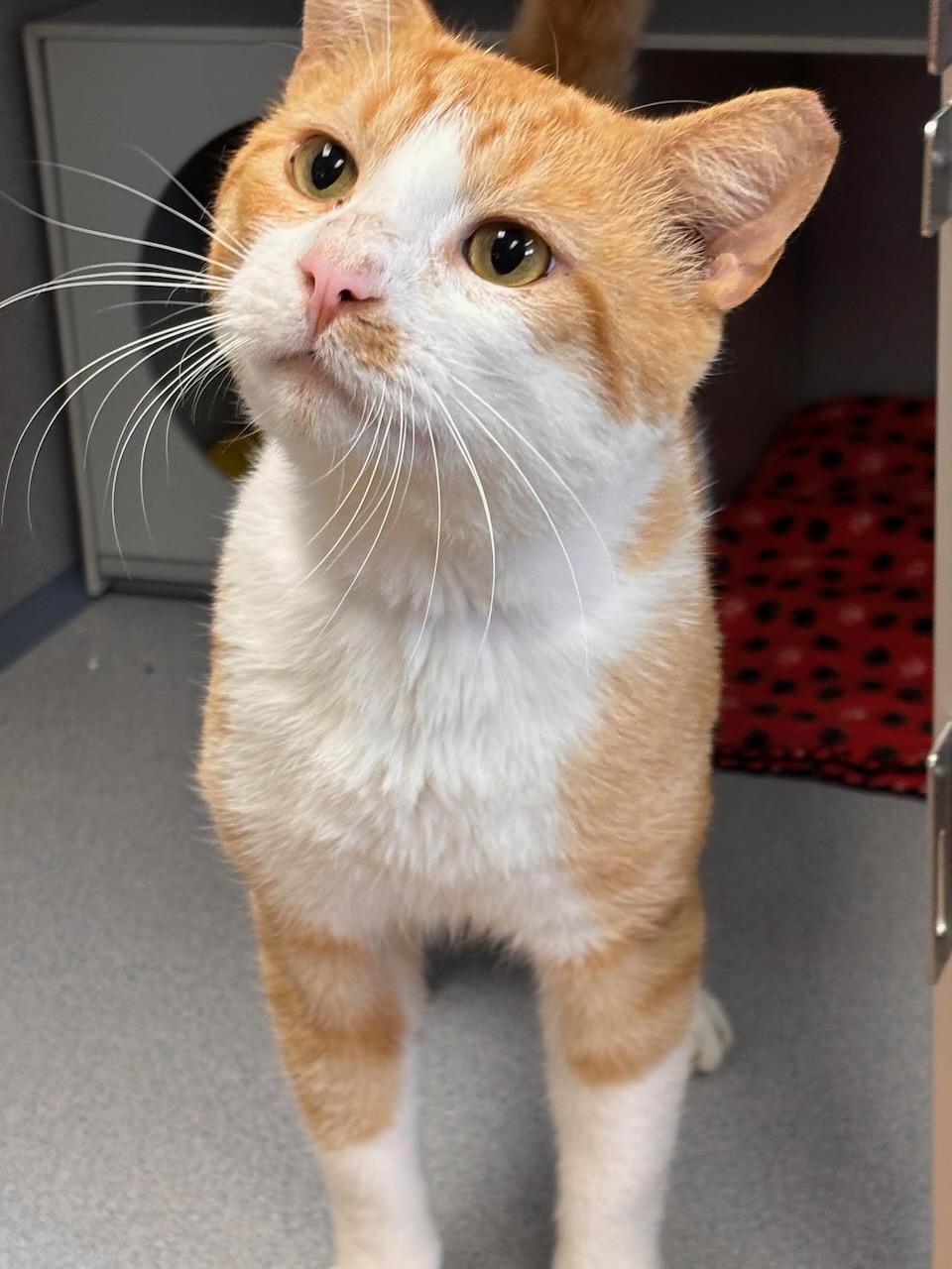 Henry, adopted, Young Male Domestic Short Hair & Tiger.