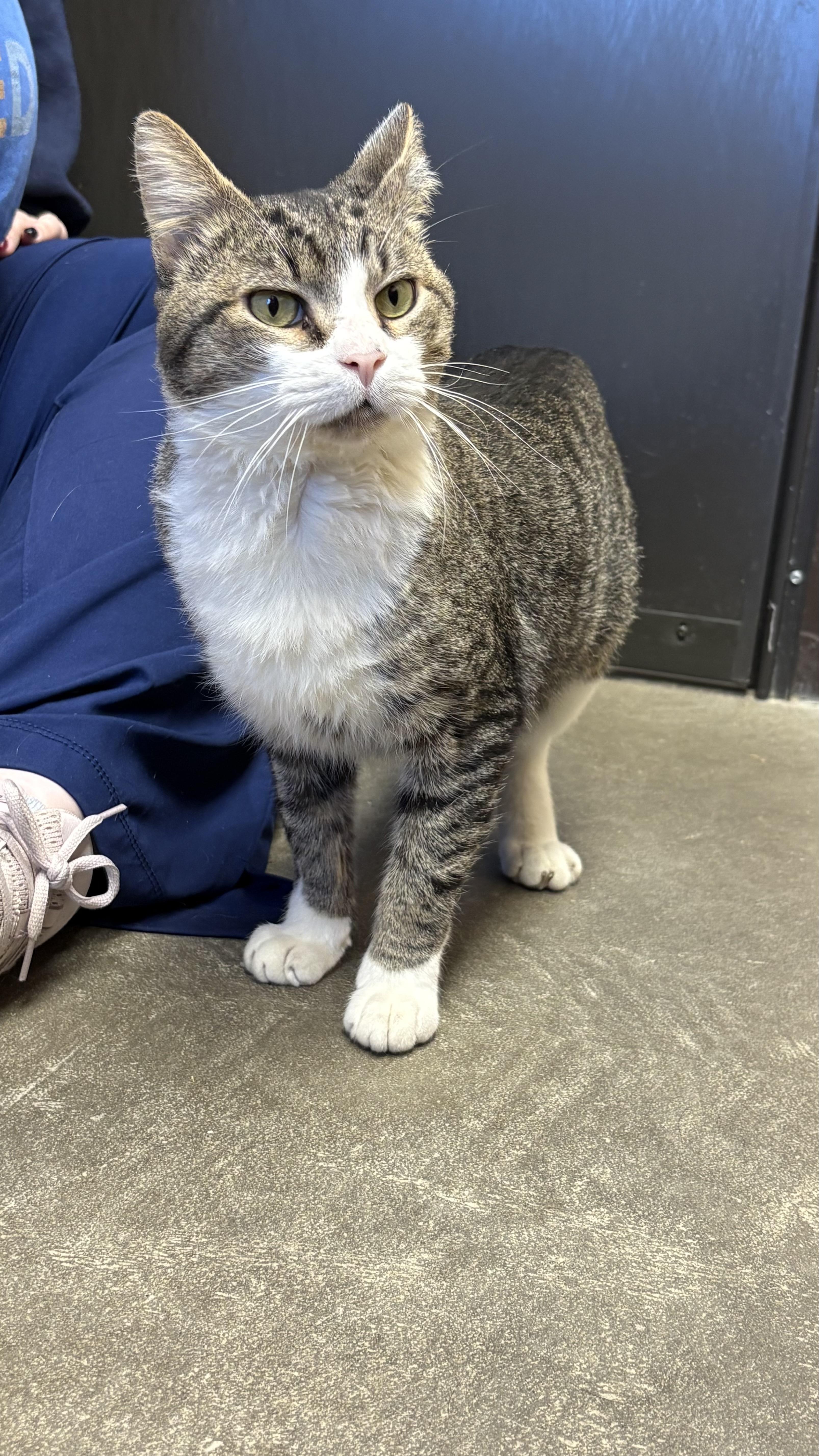 Enlarge Salvador, a Adoptable Domestic Short Hair in Renfrew, PA image 2/4