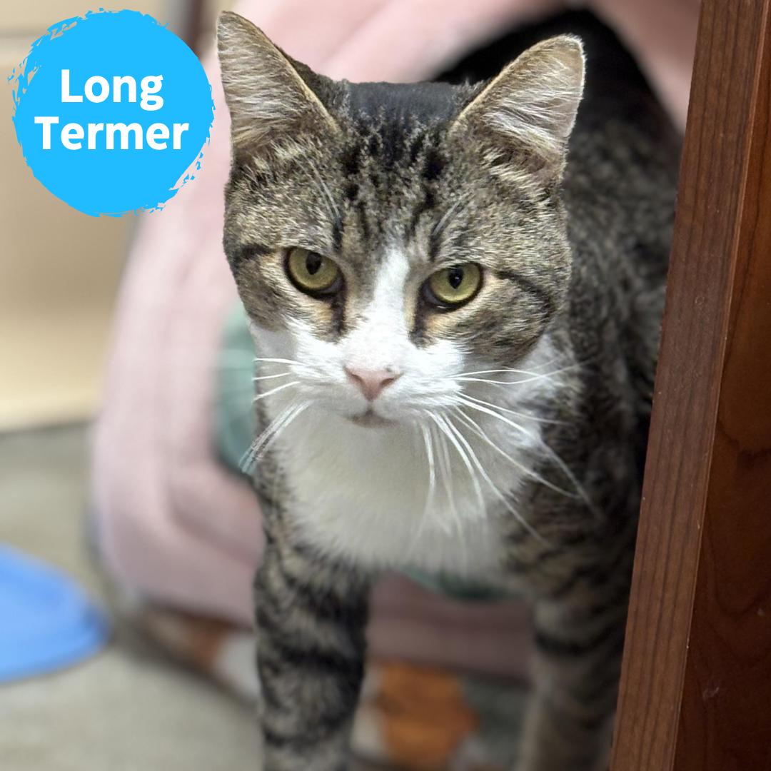 Salvador, Adoptable, Adult Male Domestic Short Hair.