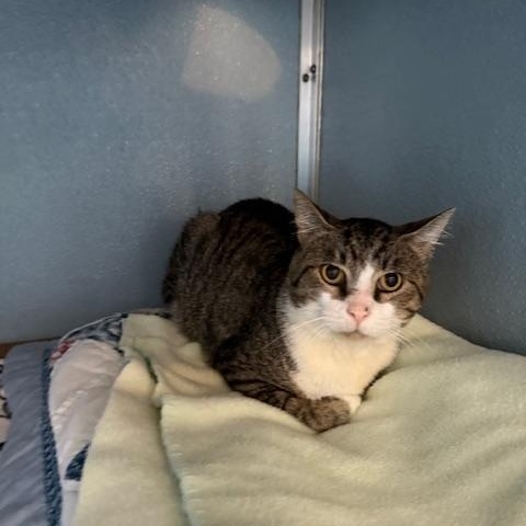 Enlarge Salvador, a Adoptable Domestic Short Hair in Renfrew, PA image 4/4