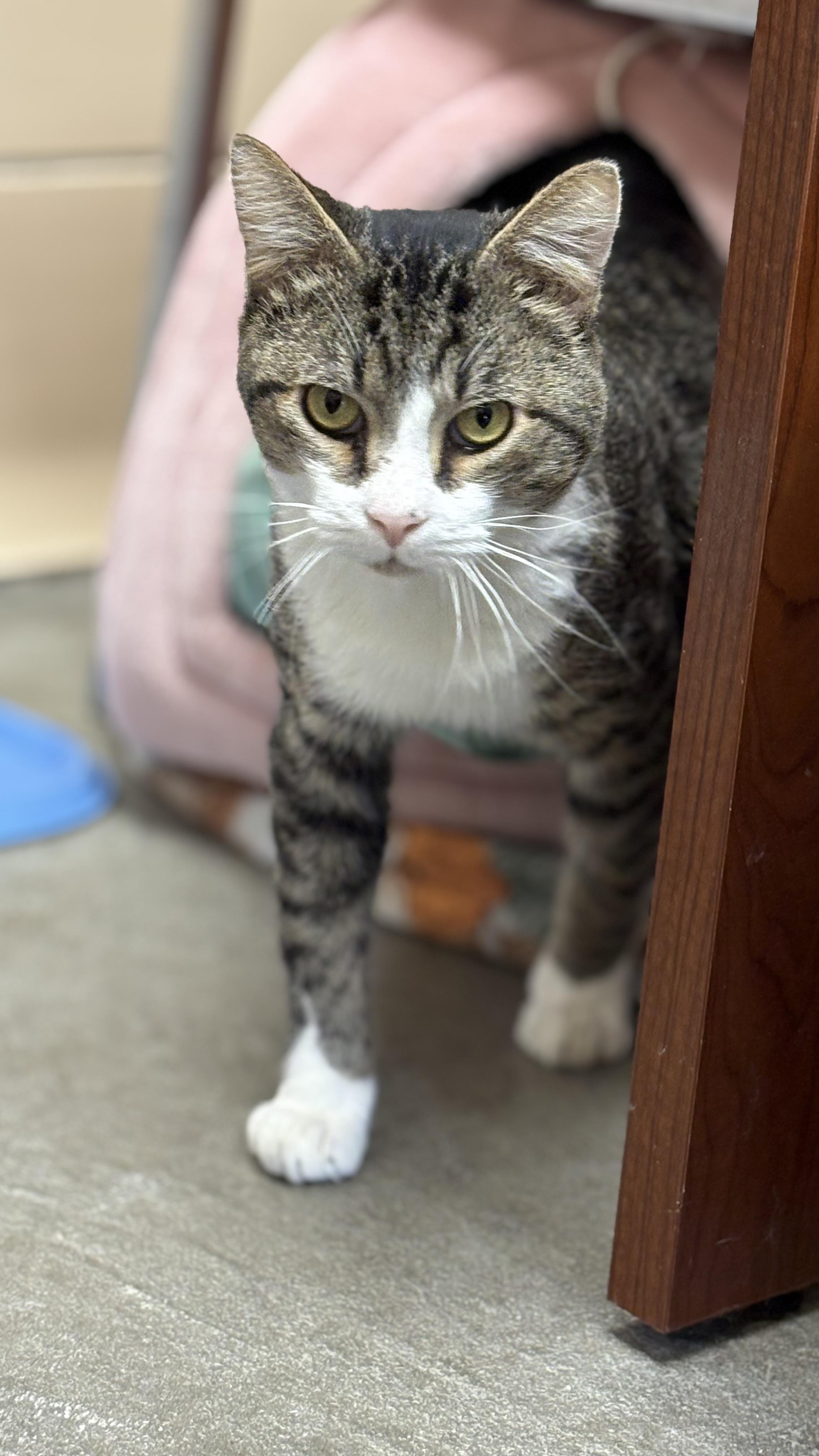 Enlarge Salvador, a Adoptable Domestic Short Hair in Renfrew, PA image 3/4