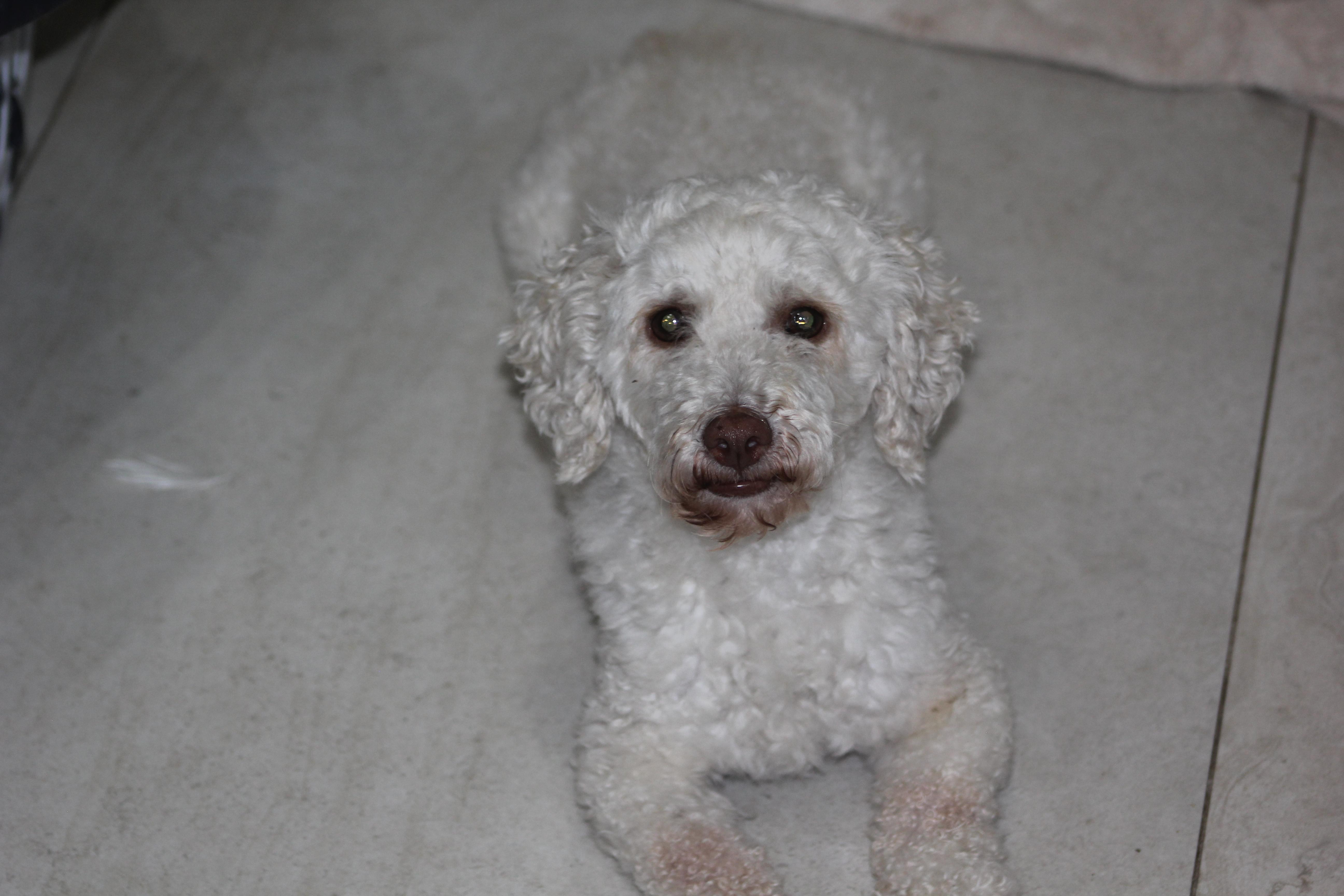 Olaf, a ADOPTABLE Poodle in Orlando, FL image 3/3
