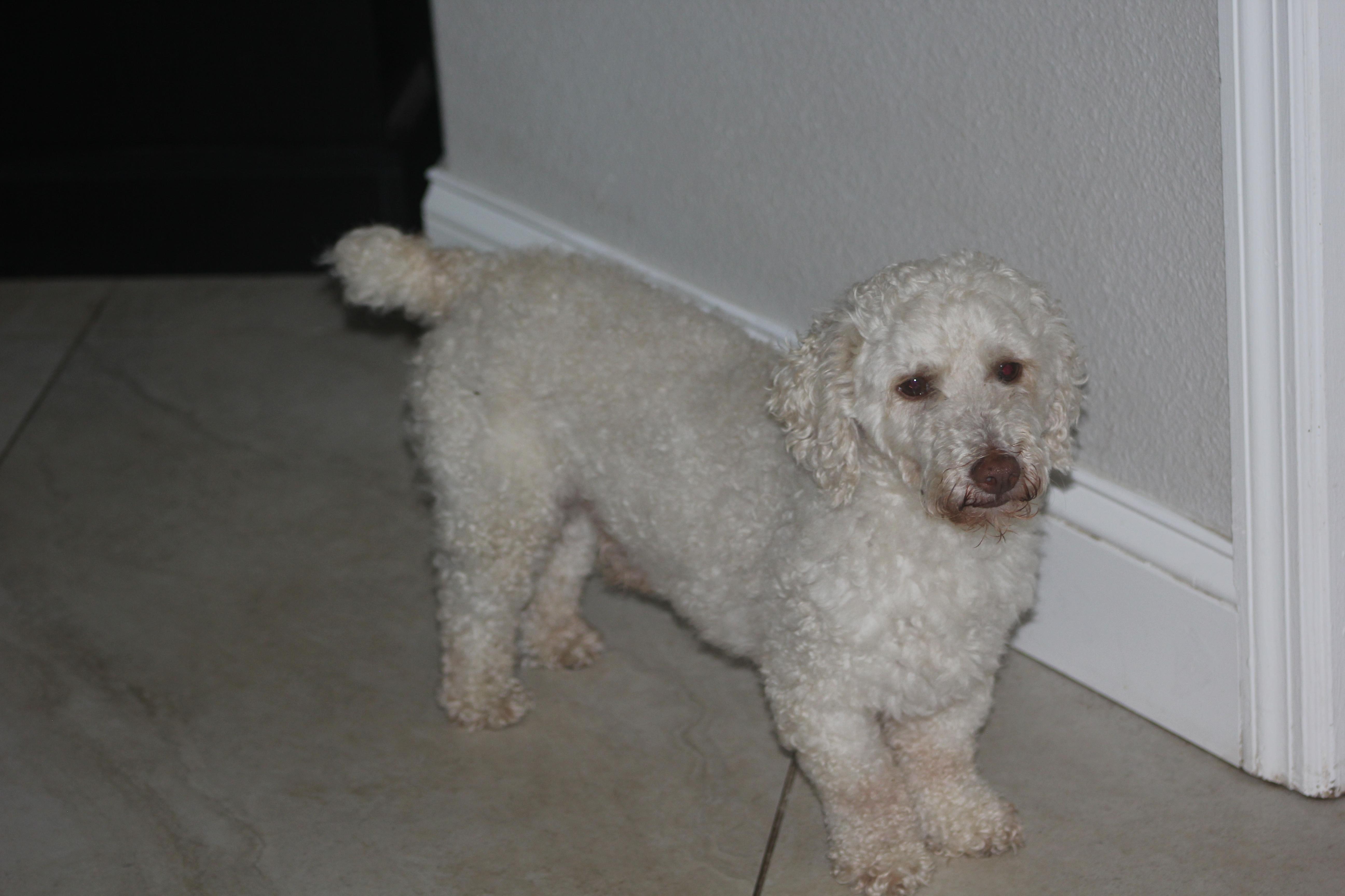 Olaf, a ADOPTABLE Poodle in Orlando, FL image 2/3