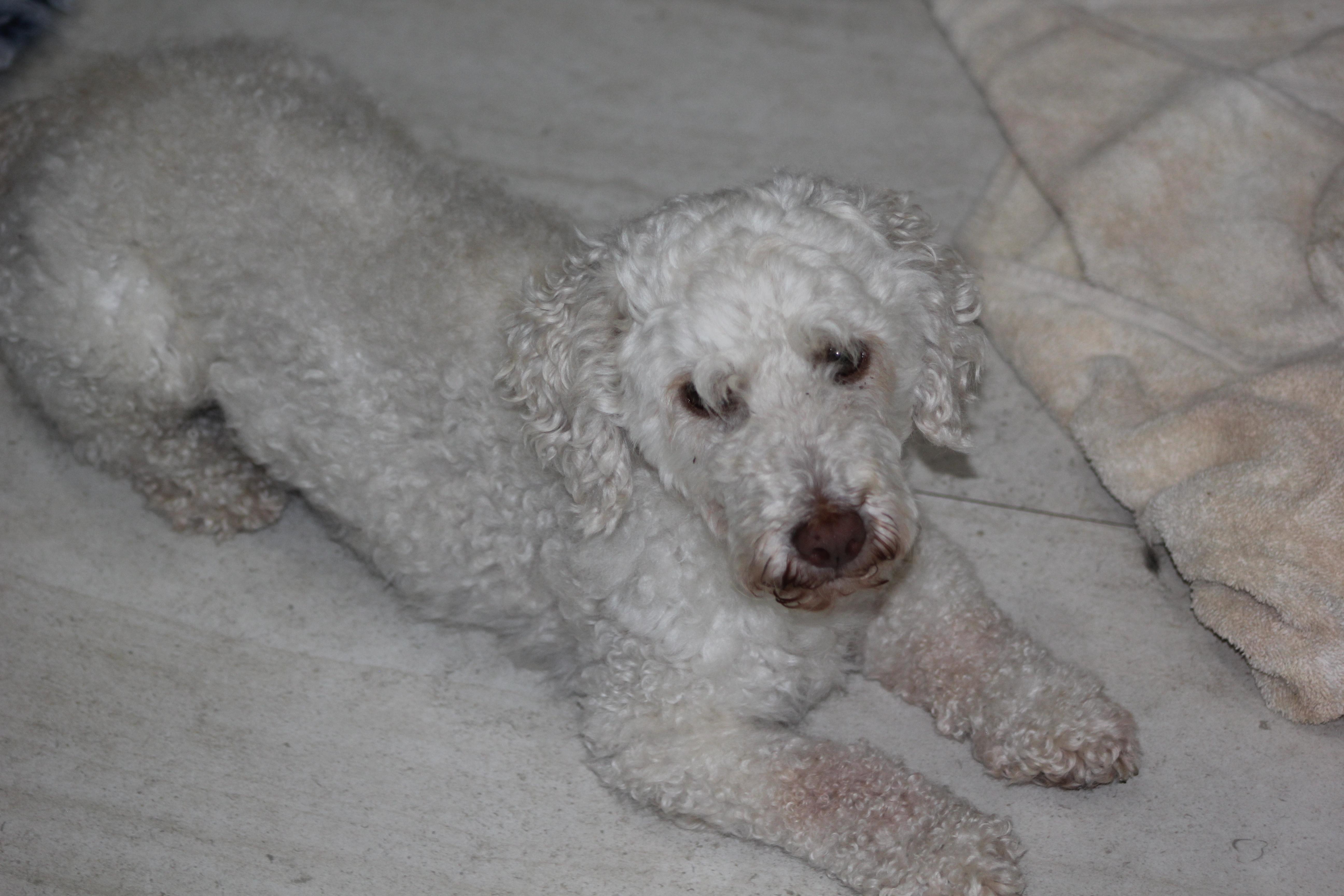 Olaf, ADOPTABLE, Adult Male Poodle.