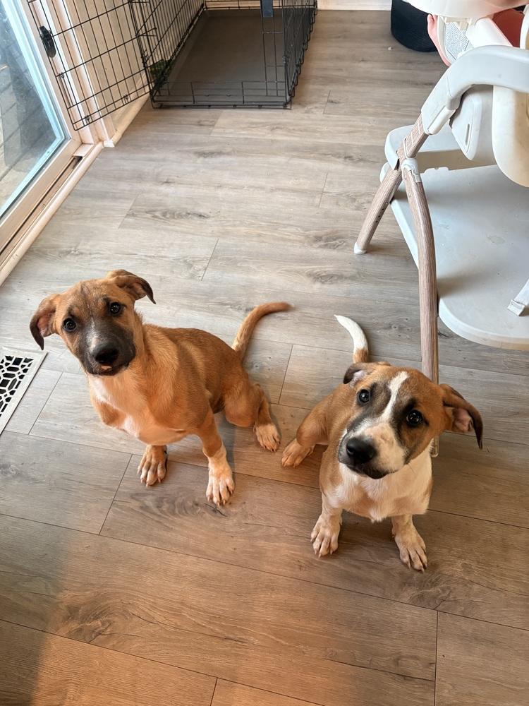 SPAGHETTI, Adoptable, Puppy Male Shepherd.
