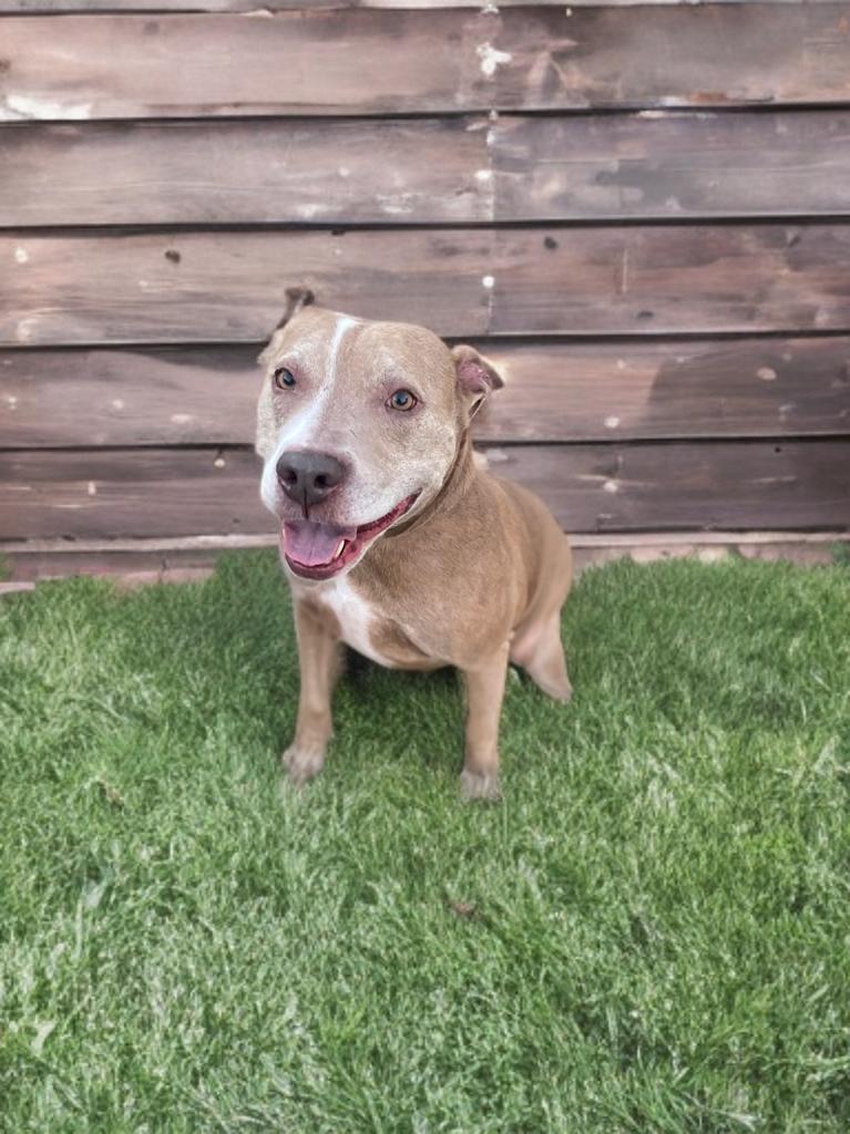 Enlarge Cocoa, a Adoptable mixed breed in Portland, OR image 1/6