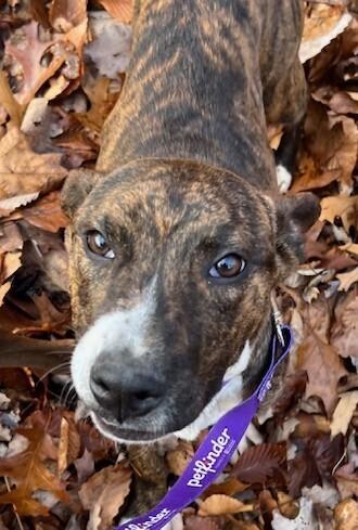 Pup Rhett thumbnail 2