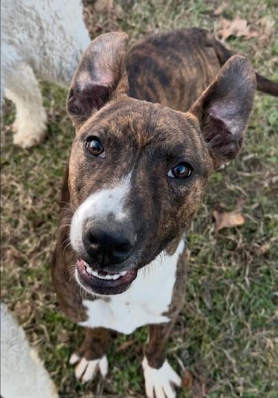 Pup Rhett thumbnail 3