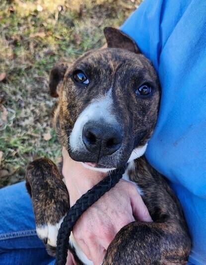 Pup Rhett thumbnail 4