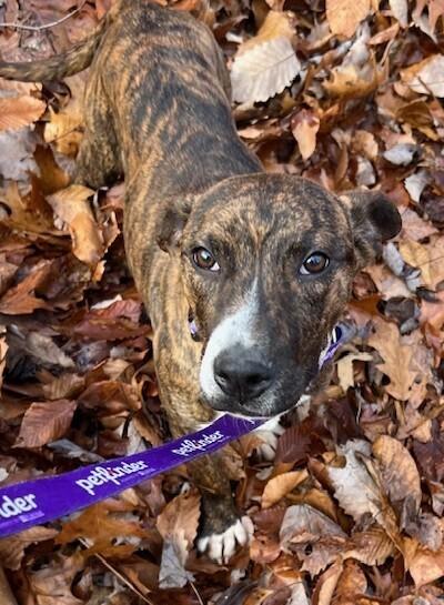 Pup Rhett thumbnail 5