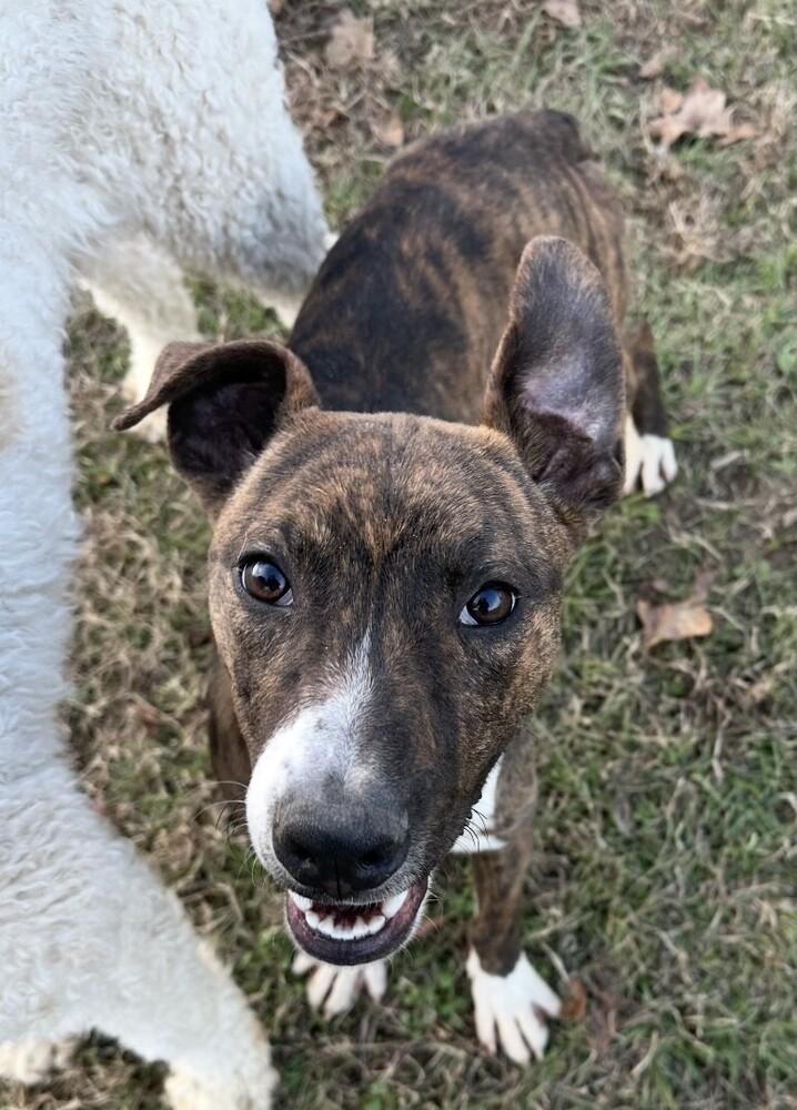 Pup Rhett thumbnail 6