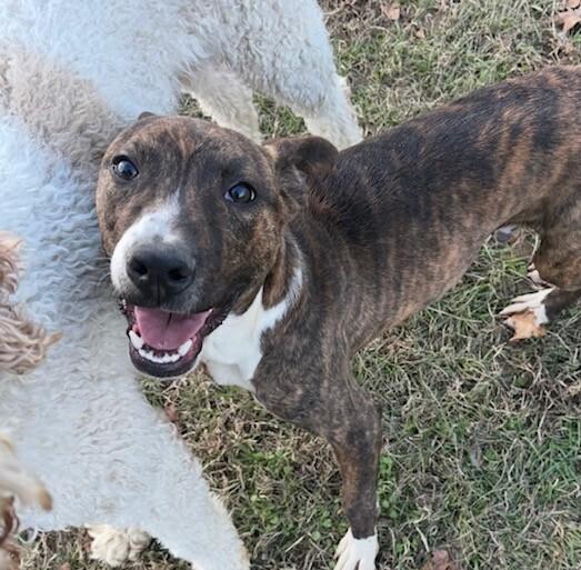 Pup Rhett thumbnail 7