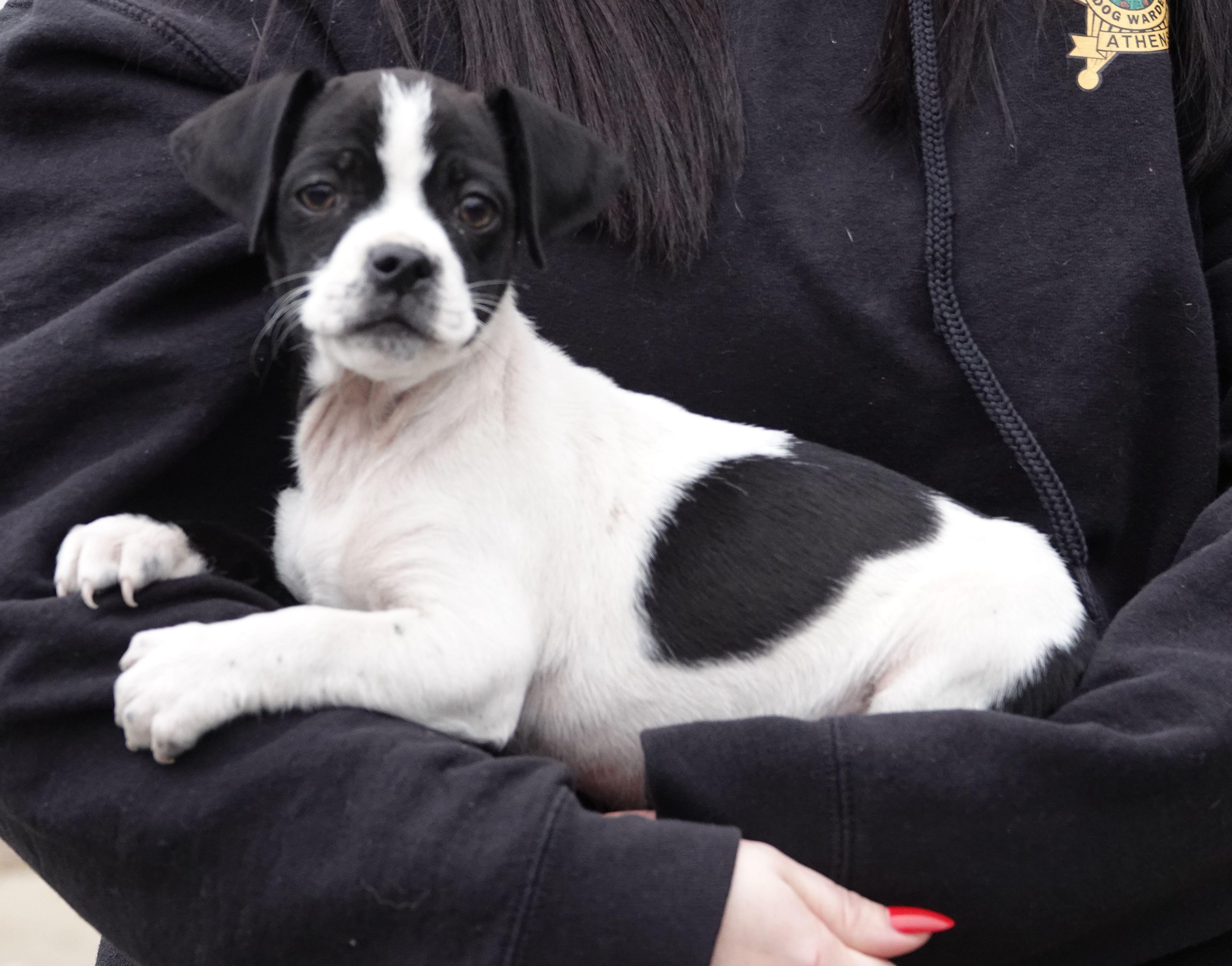 Enlarge Mason, a ADOPTABLE Mixed Breed in Millfield, OH image 2/2