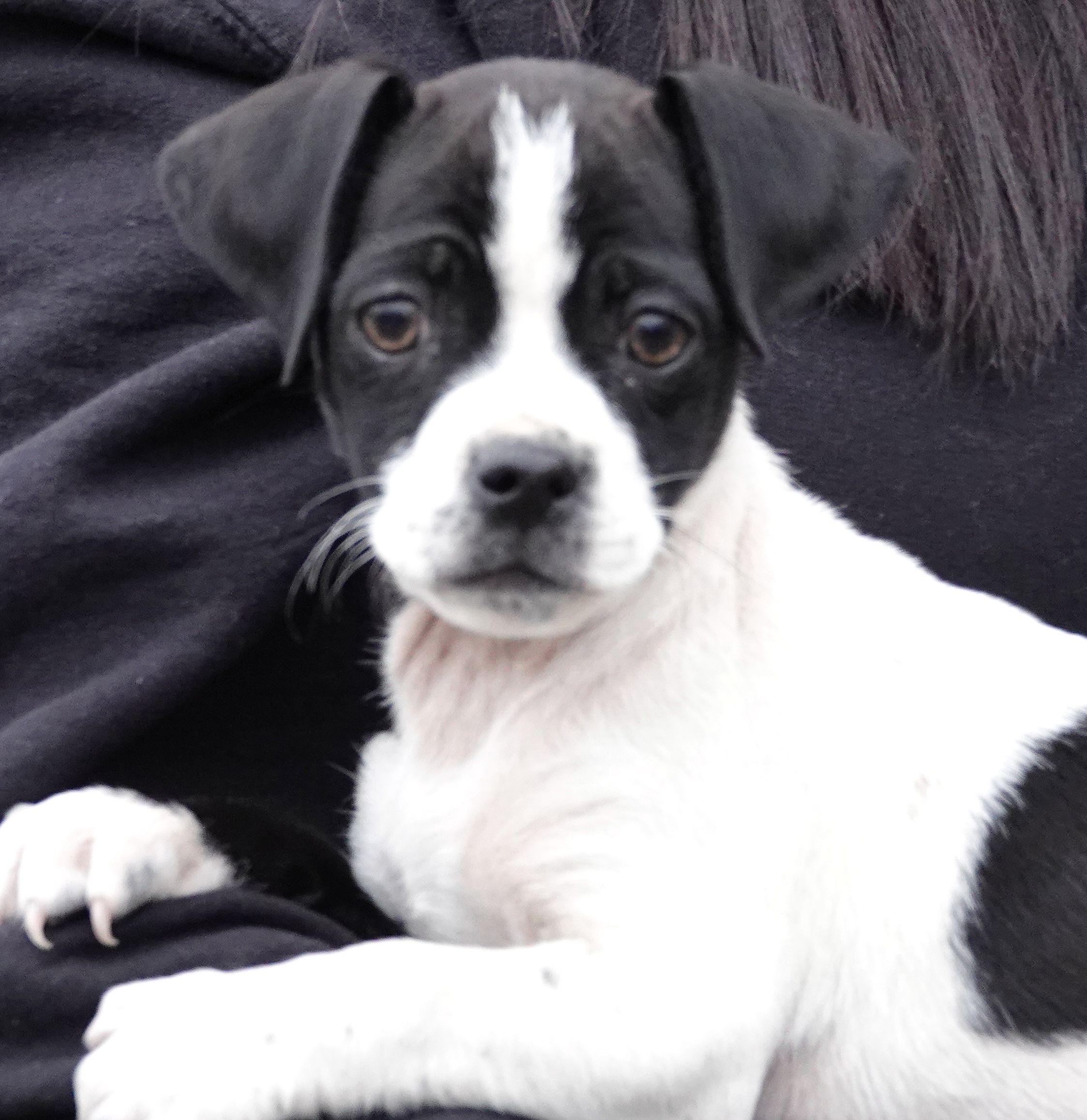 Mason, ADOPTABLE, Puppy Male Mixed Breed.