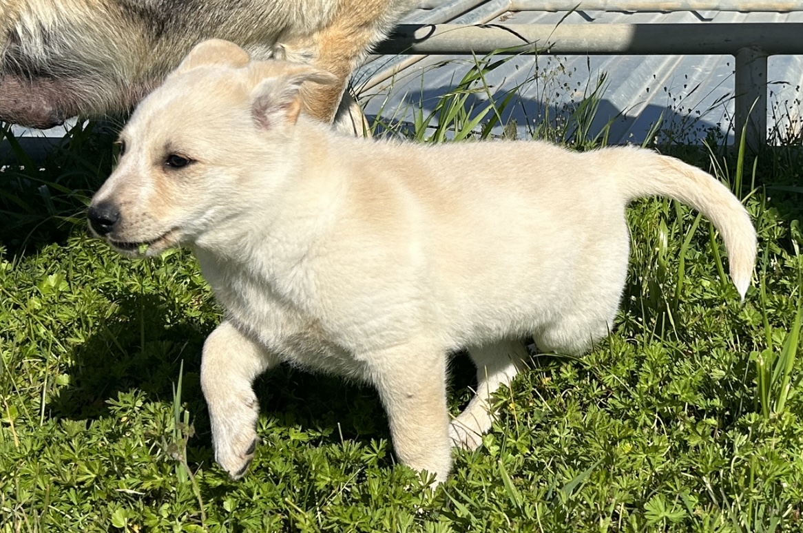 Haven, Adopted, Puppy Female German Shepherd Dog.