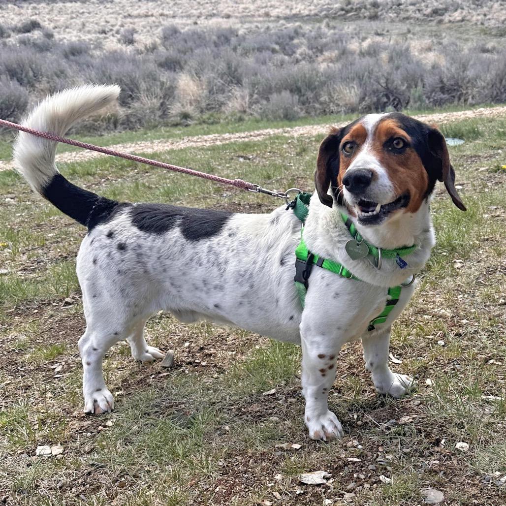Lake, Adoptable, Adult Male Mixed Breed.