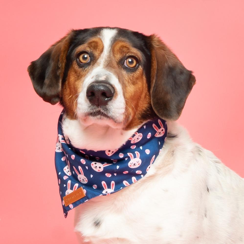 Enlarge Lake, a Adoptable Mixed Breed in Hailey, ID image 2/6