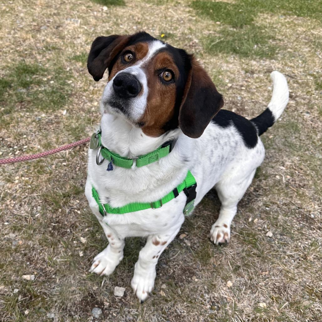 Enlarge Lake, a Adoptable Mixed Breed in Hailey, ID image 3/6