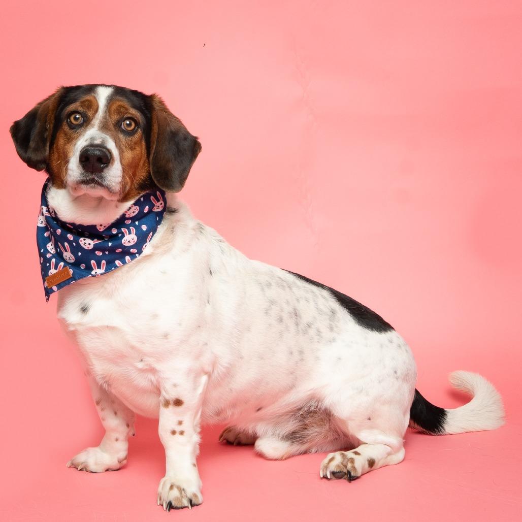 Enlarge Lake, a Adoptable Mixed Breed in Hailey, ID image 4/6