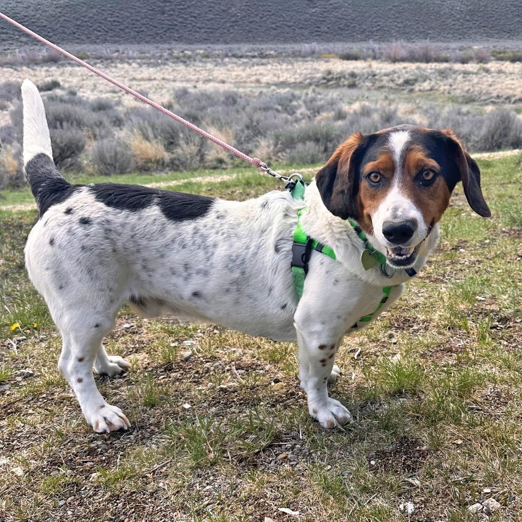 Enlarge Lake, a Adoptable Mixed Breed in Hailey, ID image 5/6