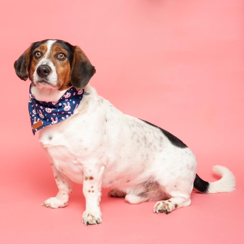 Enlarge Lake, a Adoptable Mixed Breed in Hailey, ID image 6/6